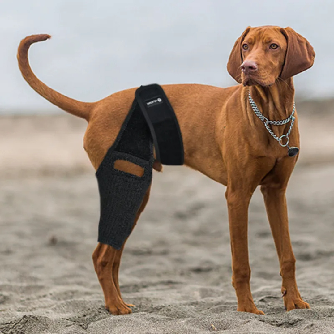 Cinta Suporte para Articulação e Joelho de Cachorros com Dificuldade de Caminhar