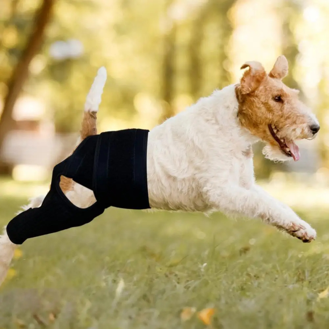 Cinta Suporte Patas Traseiras para Cachorros com Lesões Artrite Dificuldade de Andar