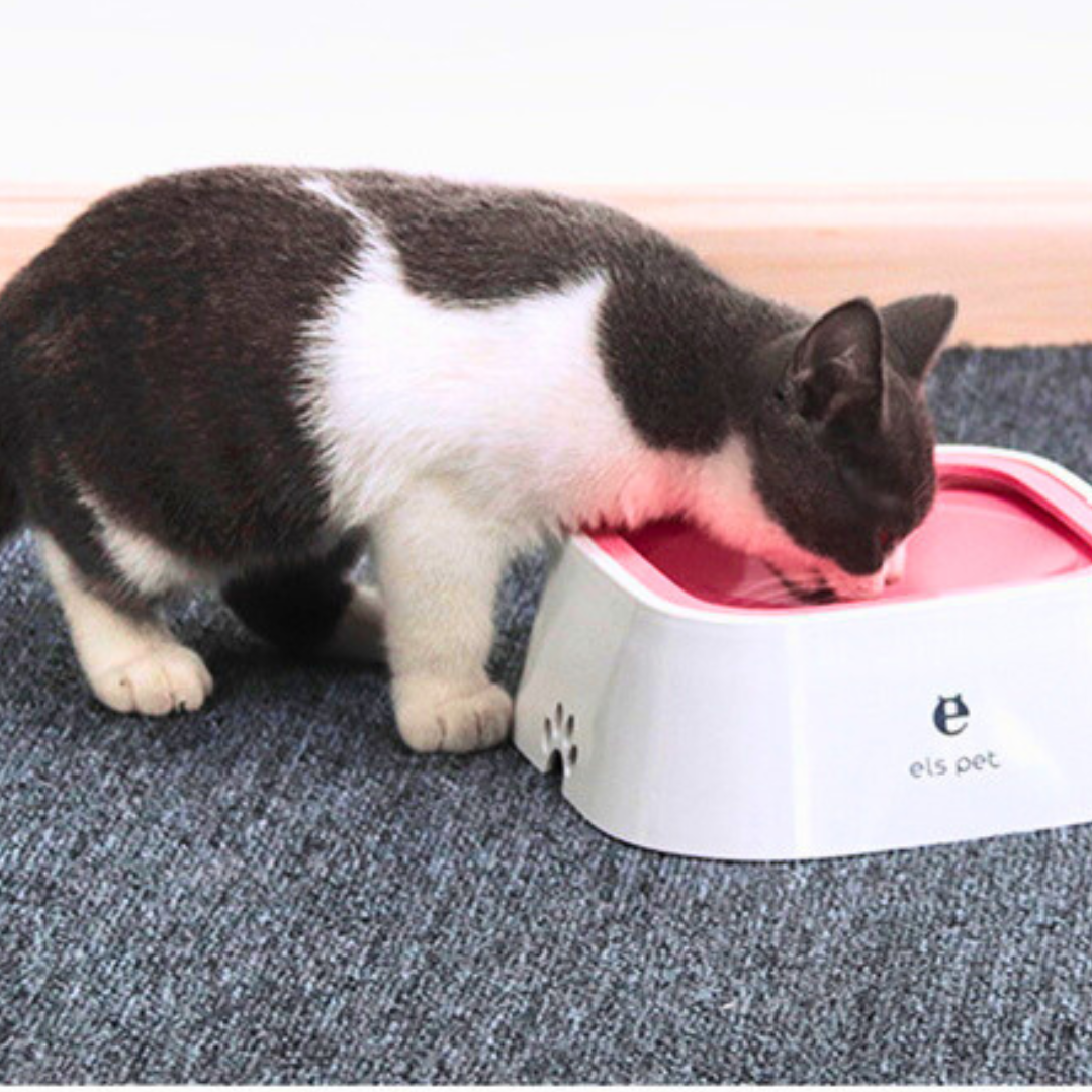 Bebedouro Anti Respingos | Para Cachorro e Gato