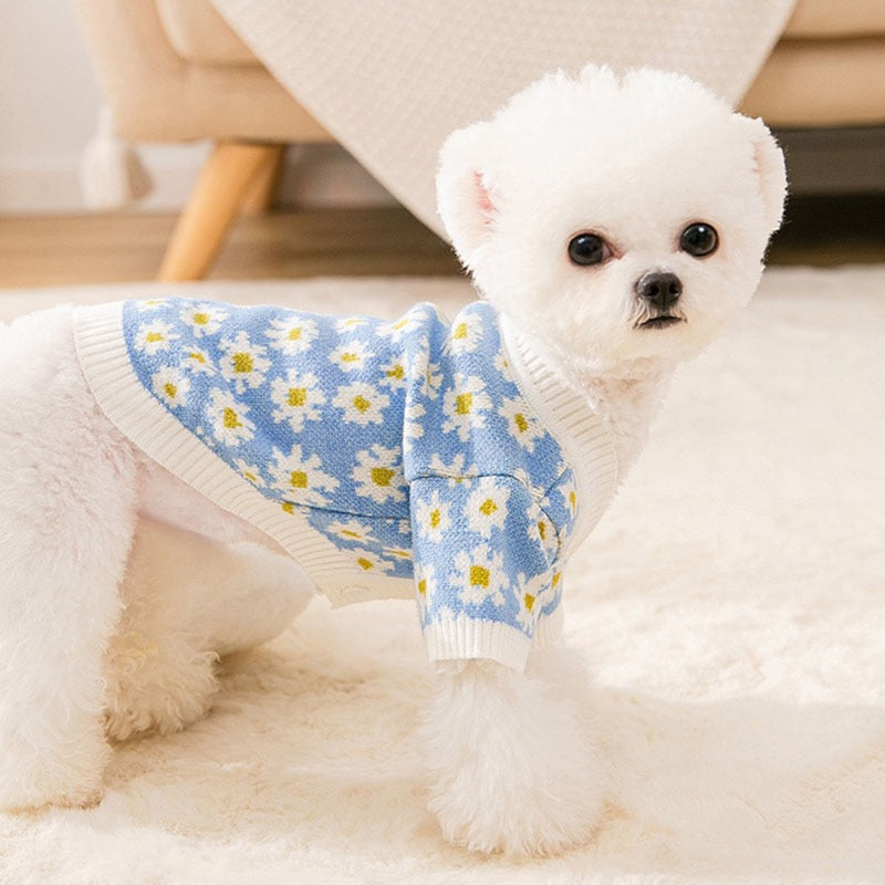 Cardigan Pet Daisy