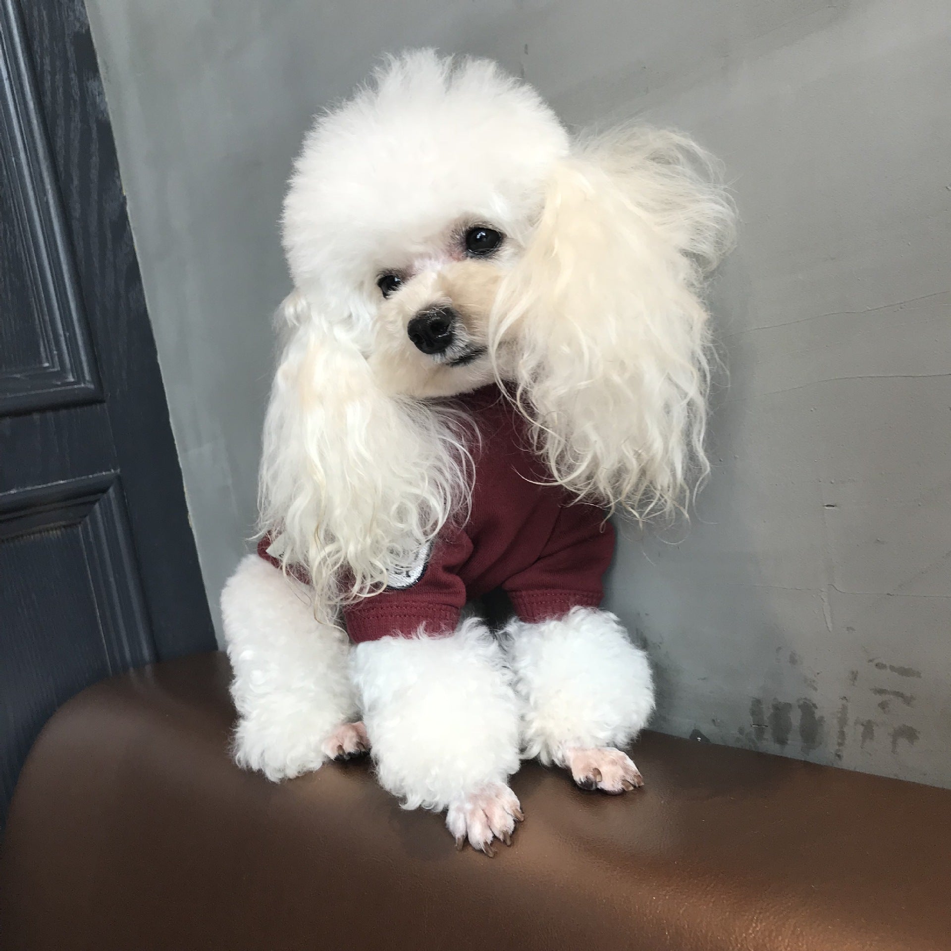 Moletom Pet Autum