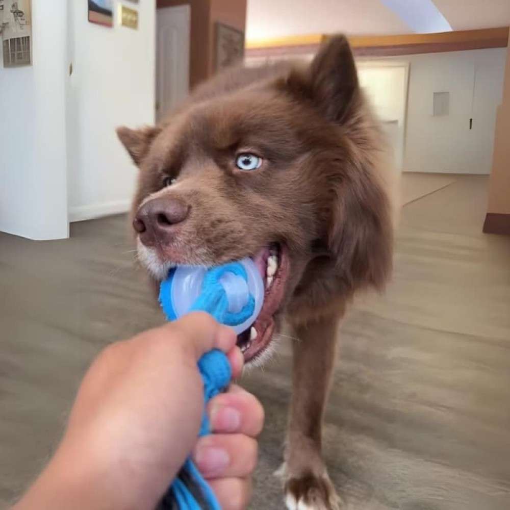 GiraCroc™ - O Brinquedo Inteligente e Anti-ansiedade para o seu Pet