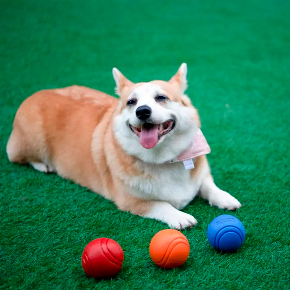 Bola Pulo Perfeito para Cães