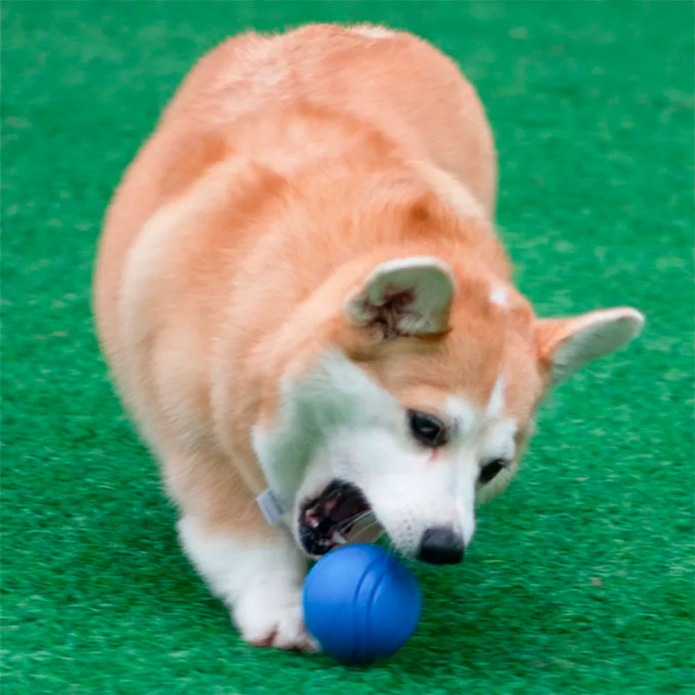 Bola Pulo Perfeito para Cães