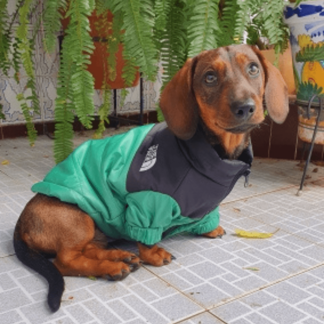 The Dog Face Winter Jacket - Pet Croc