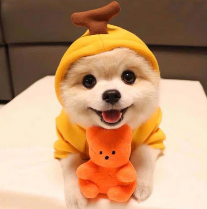 Suéter Pelo Chique Roupa para Cachorro - Pet Croc