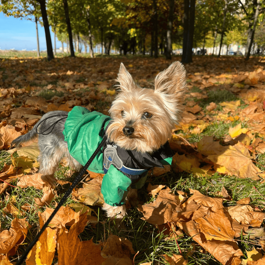 The Dog Face Winter Jacket - Pet Croc