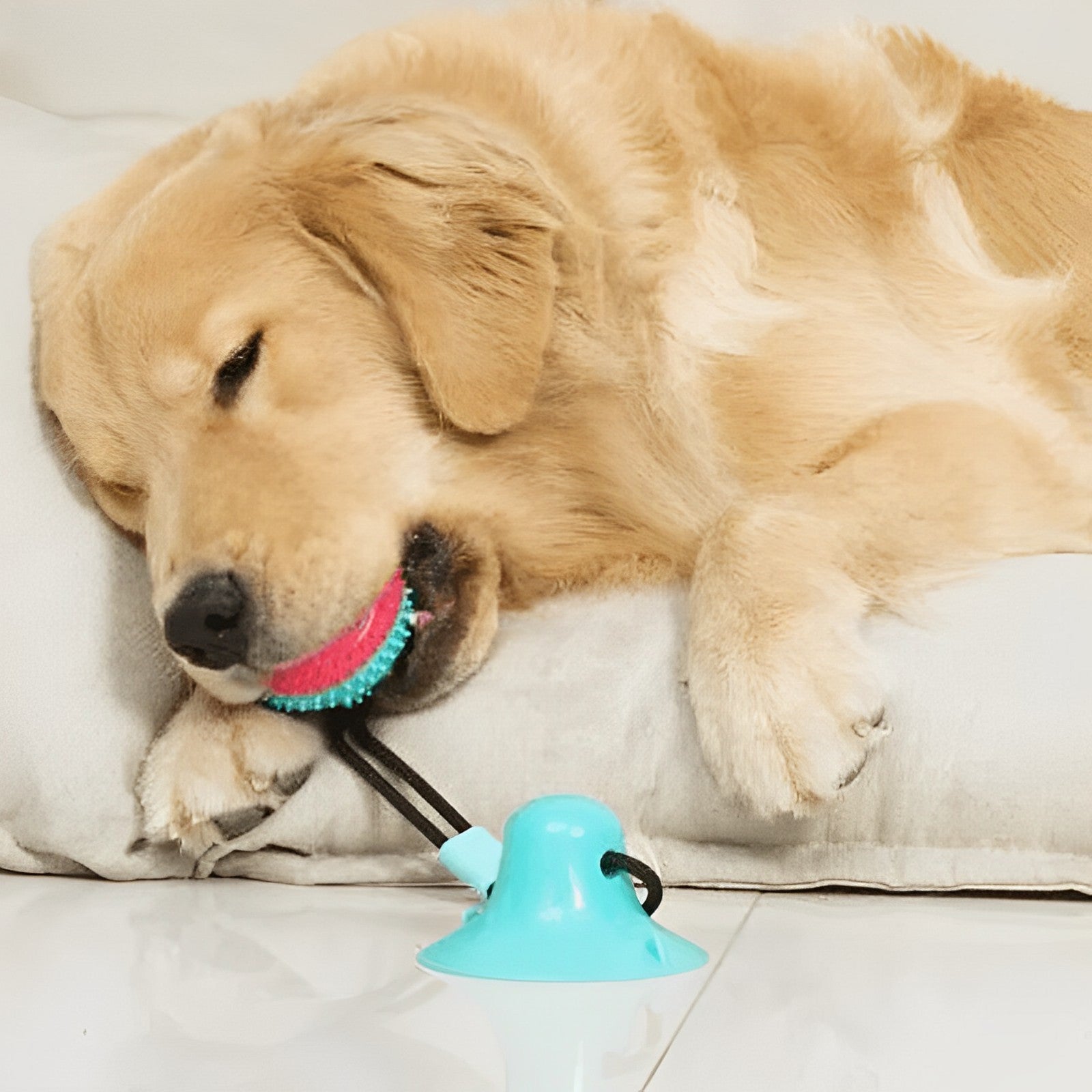 VentosaDog™: Brinquedo Interativo com Ventosa para Cães - Pet Croc