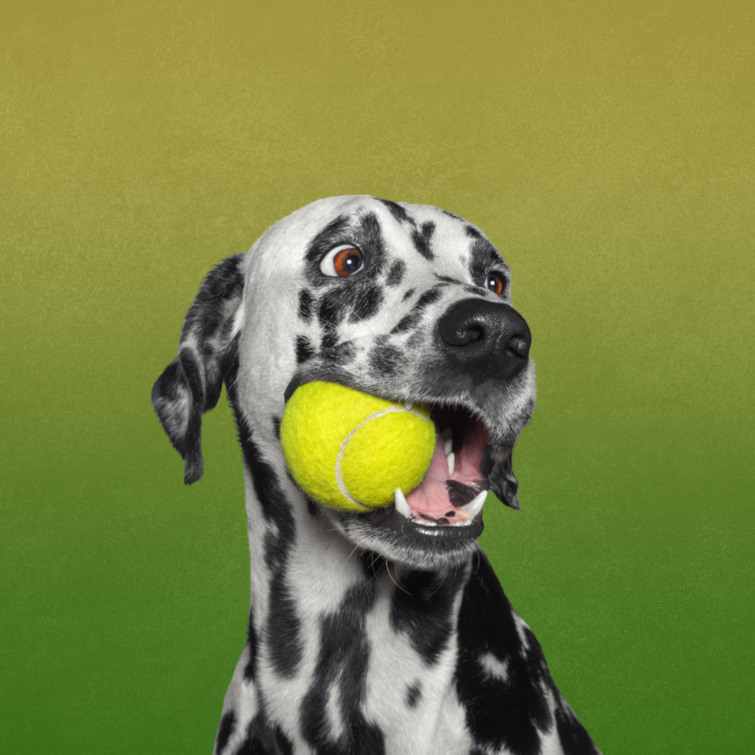 Bolinha TÊNIS HOOPET - Pet Croc