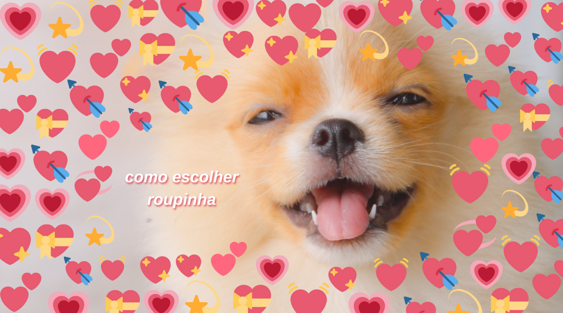 Como Escolher Roupas para Seu Pet: Proteção e Estilo! (2025)