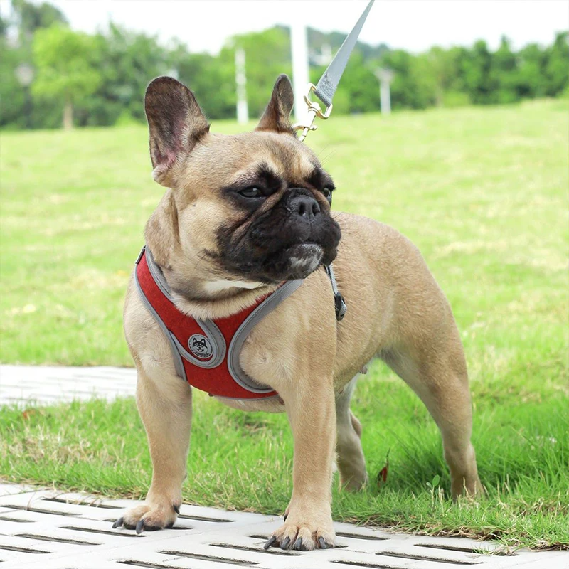 Maguili Pet Collar &amp; Leash Kit 
