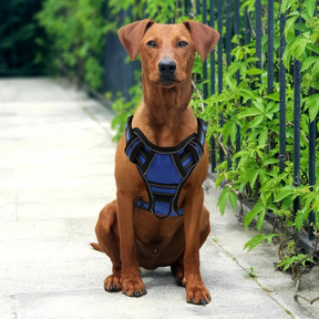 Coleira Peitoral Arnês para Cachorro Pequeno e Grande Porte