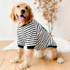Apolo Pet Sweatshirt