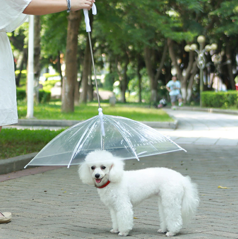 Guia com Guarda-chuva Tour