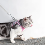 Hamie Pet Collar &amp; Leash
