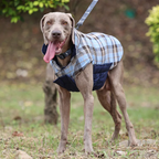 Osvaldi Premium Vest