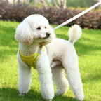 Hamie Pet Collar &amp; Leash