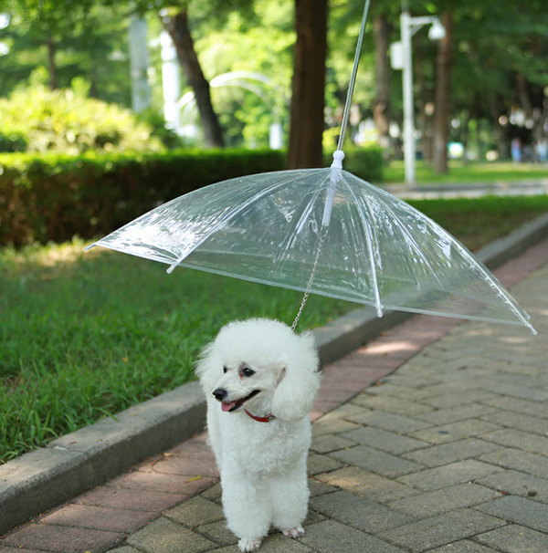 Guia com Guarda-chuva Tour para Cachorro - Pet Croc