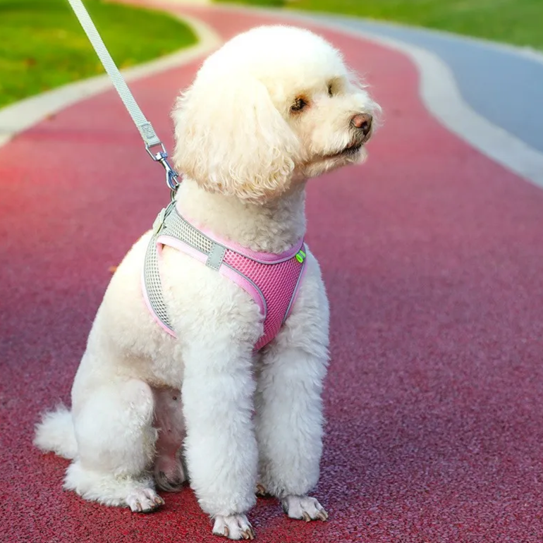Hamie Pet Collar &amp; Leash