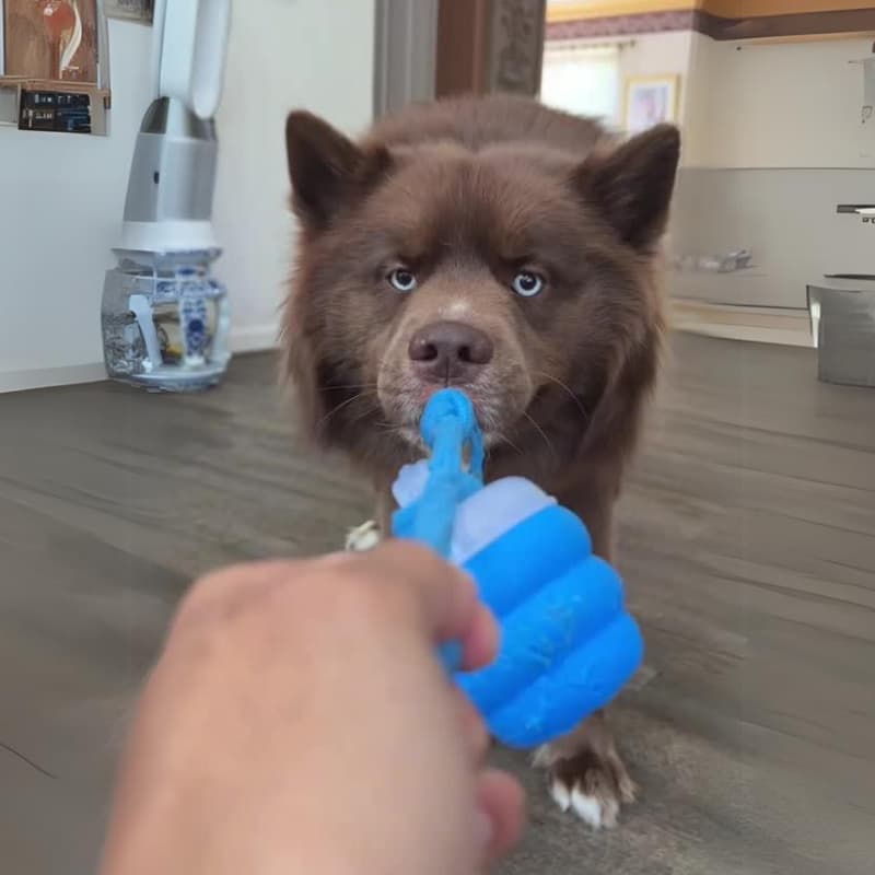 GiraCroc™ - O Brinquedo Inteligente e Anti-ansiedade para o seu Pet