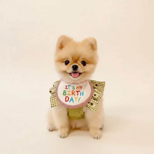 Babador Pet Birthday - Pet Croc