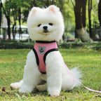 Pet Bunit Collar &amp; Leash