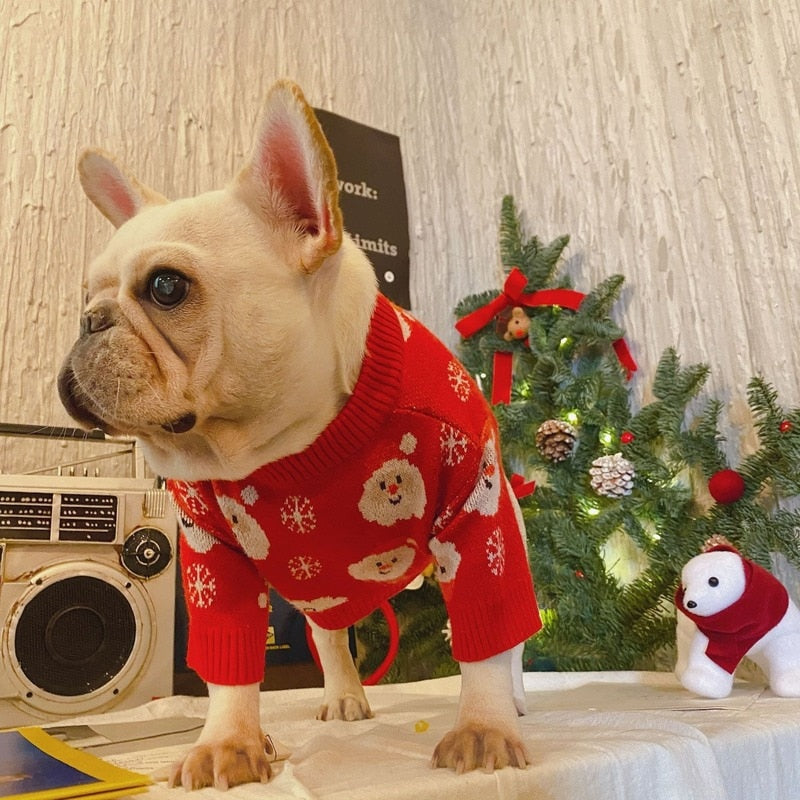 Christmas Pet Knitting by Enzo