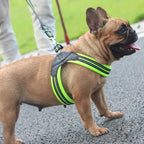 Pet Routice Leather Collar &amp; Leash
