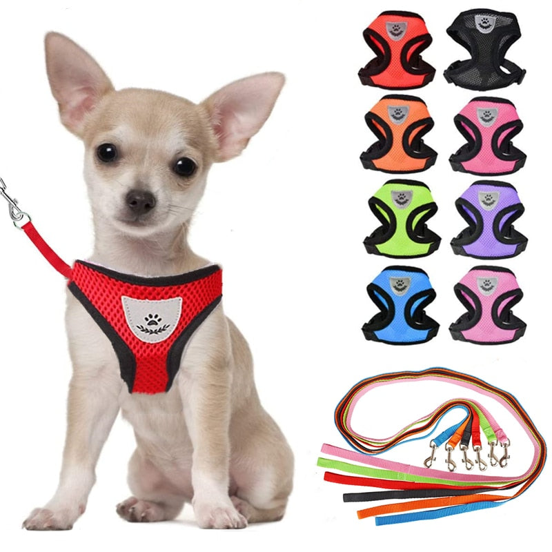 Pet Bunit Collar &amp; Leash