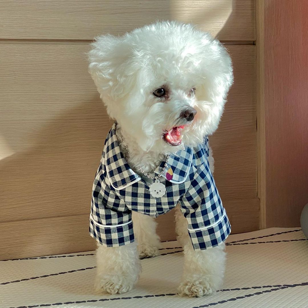 Pet Brie Checkered Pajamas