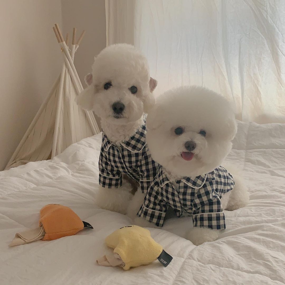 Pet Brie Checkered Pajamas