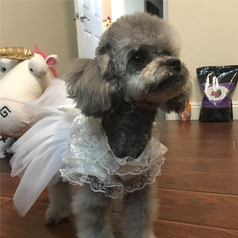 Pet Bride Dress
