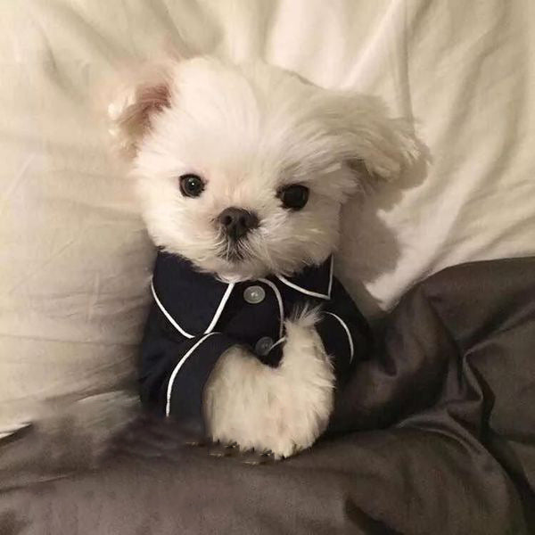 Pet Chic Pajamas