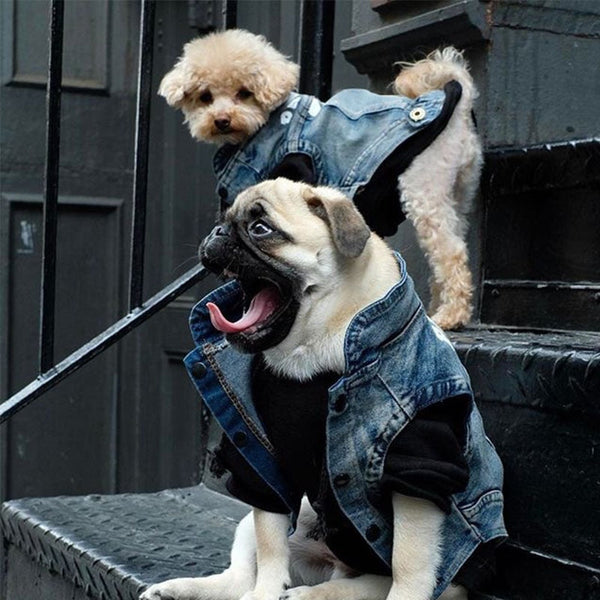 Colete Jeans Fashion para Cachorro - Pet Croc
