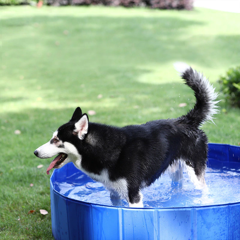 Swimming Pool Pet Club