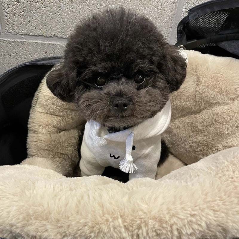 Cute Pet Sweatshirt
