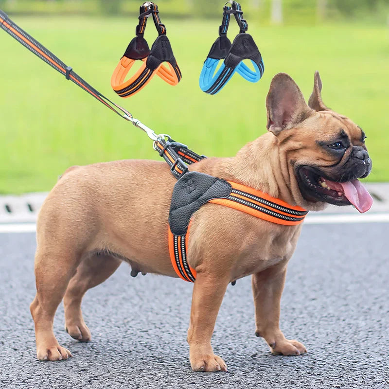 Pet Routice Leather Collar &amp; Leash