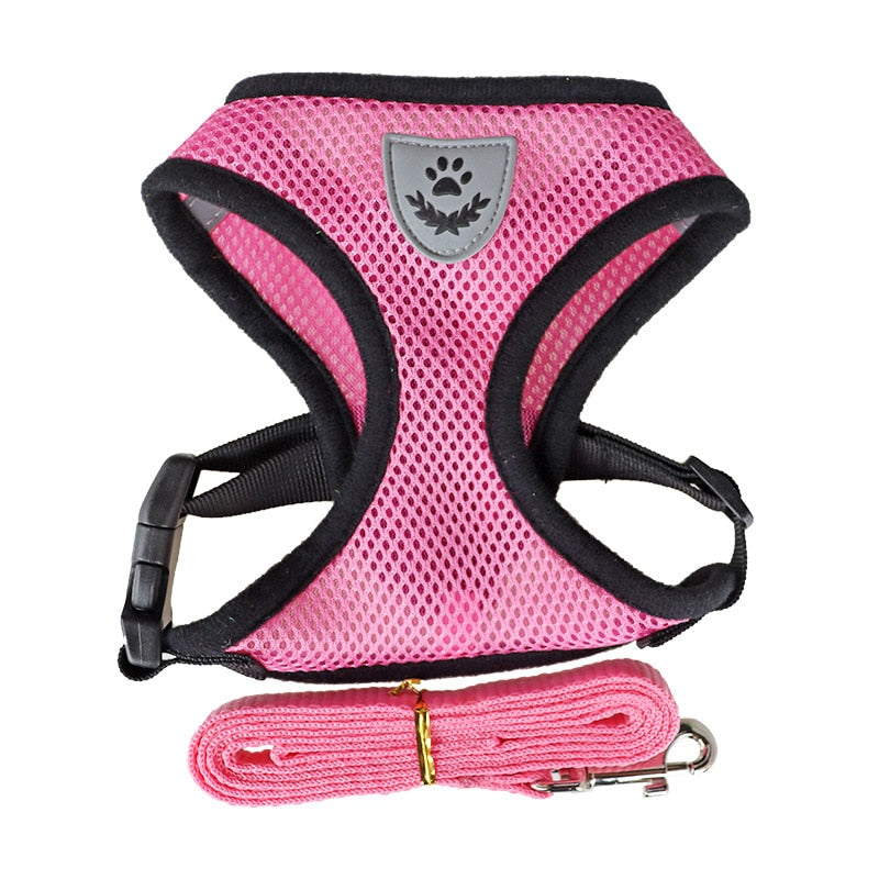 Pet Bunit Collar &amp; Leash