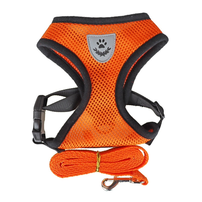 Pet Bunit Collar &amp; Leash