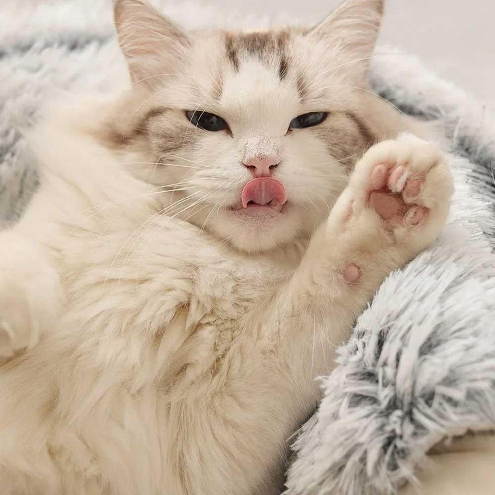 Cama Toca de Pelúcia para Gatos