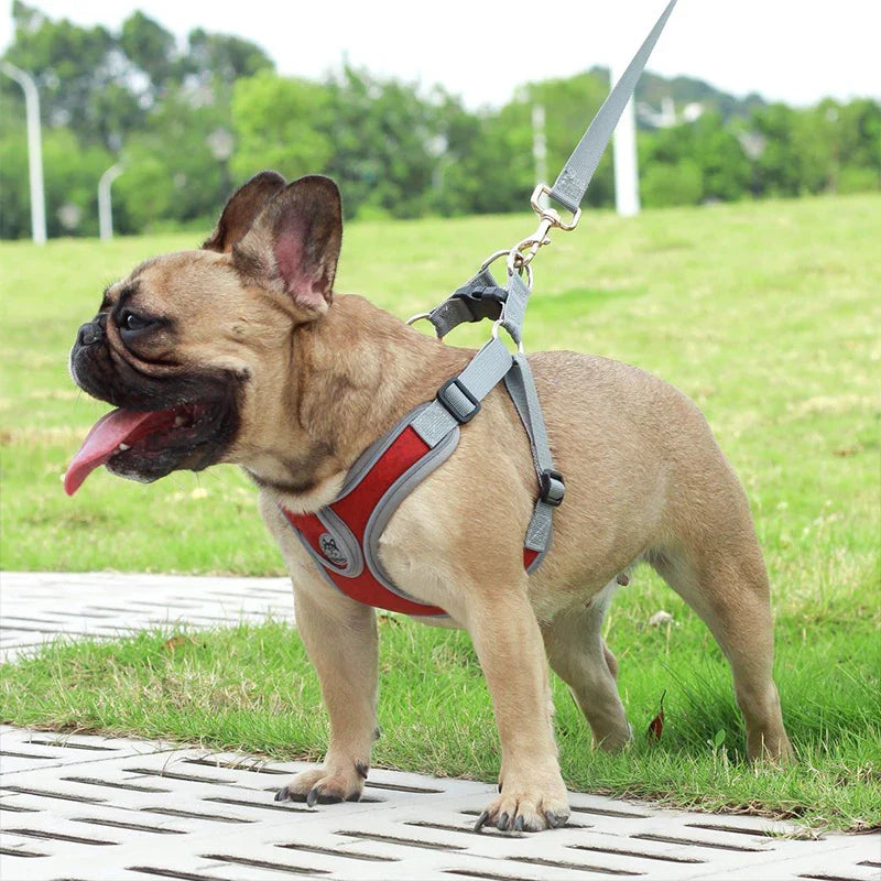 Maguili Pet Collar &amp; Leash Kit 