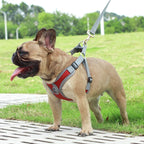 Maguili Pet Collar &amp; Leash Kit 