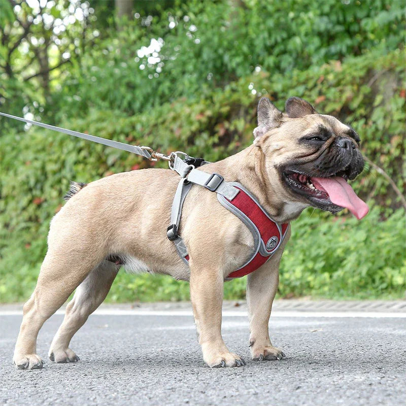 Maguili Pet Collar &amp; Leash Kit 