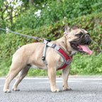 Maguili Pet Collar &amp; Leash Kit 