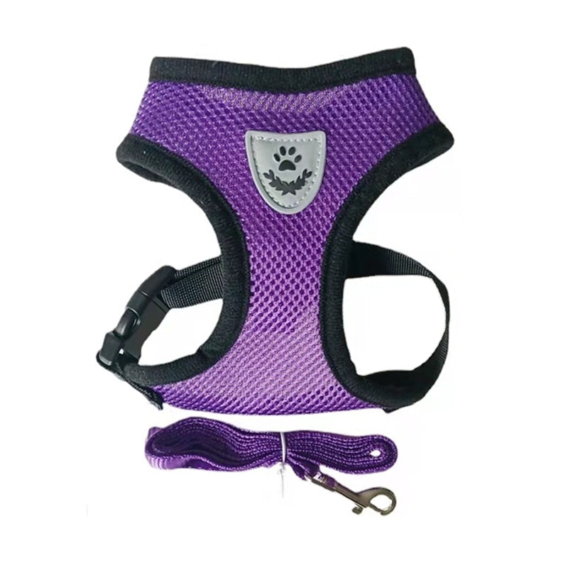 Pet Bunit Collar &amp; Leash