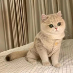 Colete Pet Melsh