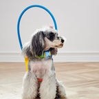 Anti-collision pet collar for blind people.