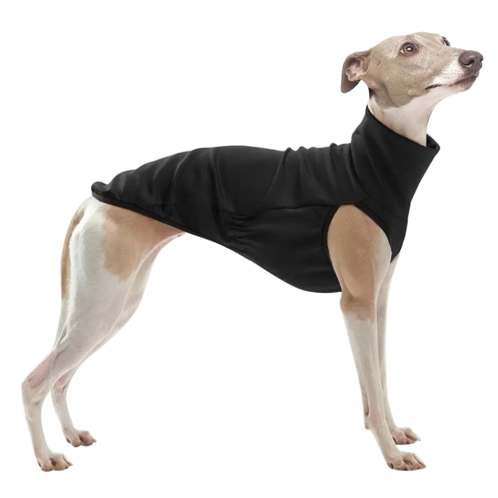 Pet Clothes for Galguinho