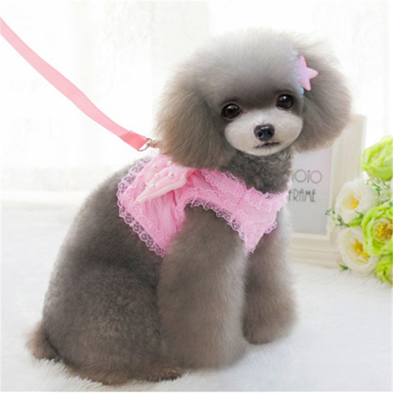 Coleira & Guia Pet Anjinho