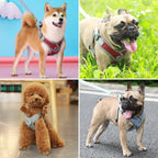 Maguili Pet Collar &amp; Leash Kit 